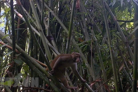 Rare primates turn up in Thanh Hoa nature reserve