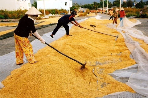 Efforts help elevate Vietnamese rice’s trademark