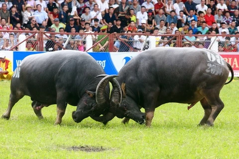 Do Son Buffalo Fighting Festival to come back late this month