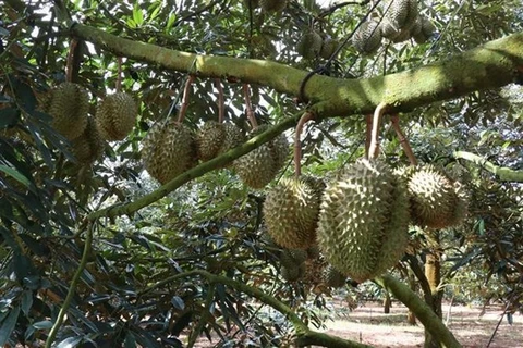 51 Production Unit Codes in Vietnam eligible for shipment of durian to China