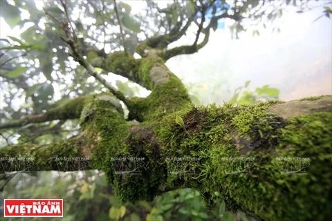 Ancient Shan Tuyet tea trees recognized as Vietnamese heritage tree