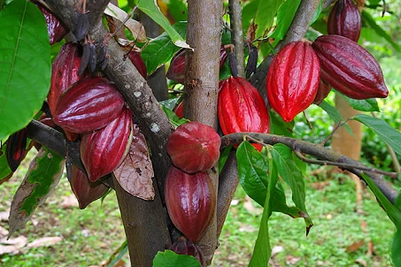 Reviving cocoa trees in Ba Ria-Vung Tau