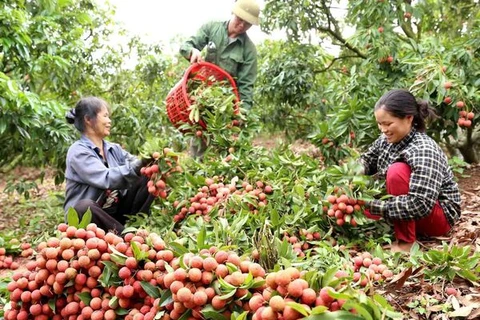 Hung Yen enters early-ripening hybrid litchi harvesting season