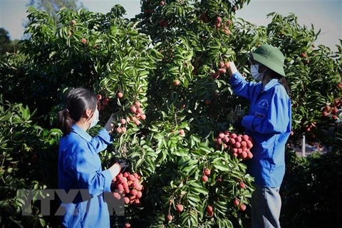 Bac Giang fights smuggling to facilitate lychee trade, production 