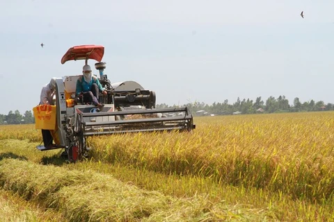 Rice exports see positive signals, food security challenges