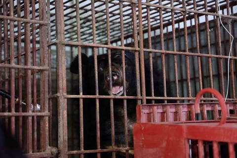 Bach Ma "Bear House" welcomes its first two rescue bears