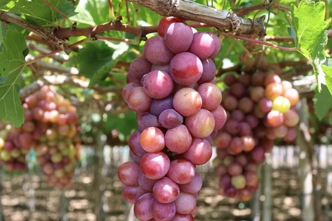 Ninh Thuan takes grape production to next level