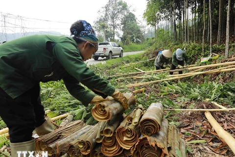 Vietnam strives to remain world’s biggest cinnamon exporter