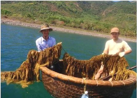 Seaweed project funded to improve local livelihood
