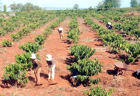 Central Highlands needs more irrigation facilities for coffee farming 