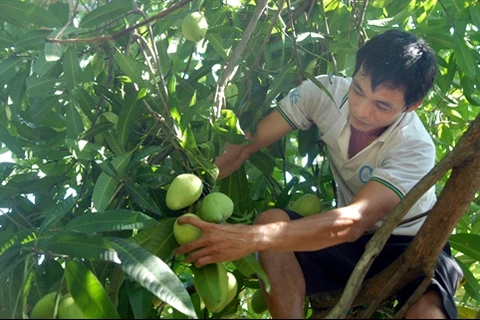 Australia to import Vietnam’s mangoes