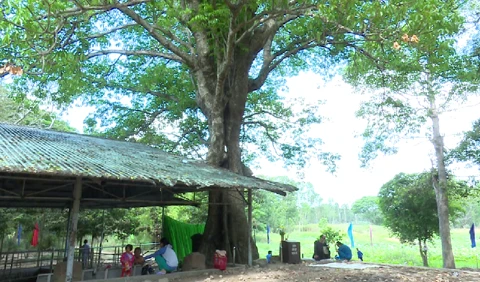 Dong Thap: ancient tree receive national heritage status