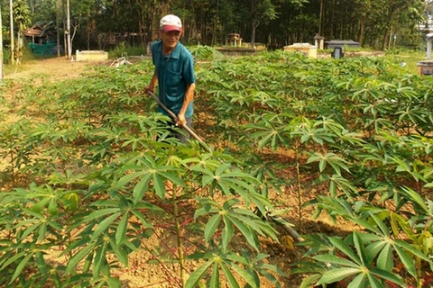 Japan helps Vietnam deal with cassava diseases