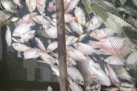 PM urges prompt delivery of relief following mass fish deaths
