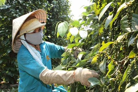 Farmers switch to pepper as coffee prices fall