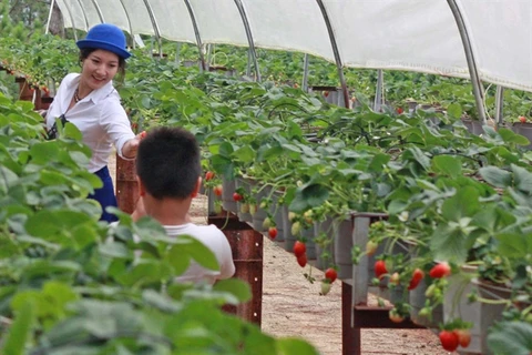 Japan eyes TPP investment in Vietnam’s agriculture