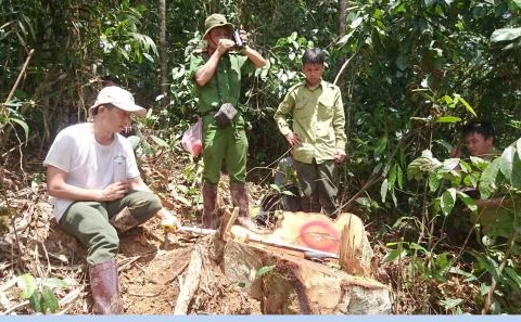 Lam Dong: Large-scale deforestation to face prosecution