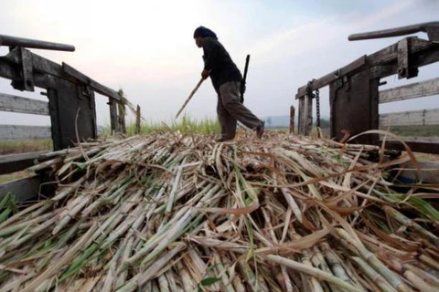 Thailand’s sugar output declines from previous crop