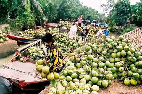 Ben Tre: Coconut growers, firms link up