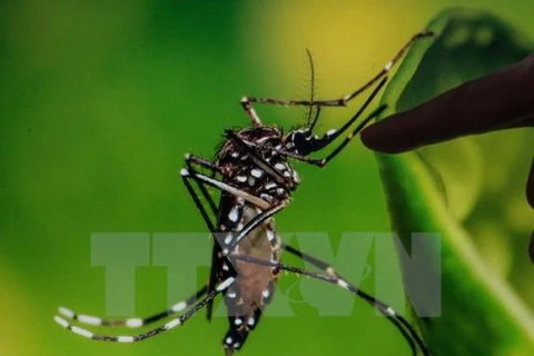 Thai ministry urges citizens not to panic over Zika virus 