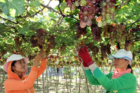 Grapes and Wine Festival 2016 to open in Ninh Thuan 