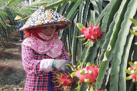  Australia to import fresh Vietnamese dragon fruit