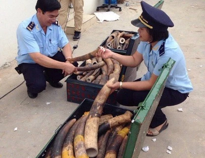  Customs seize 309kg of animal tusks from Lagos