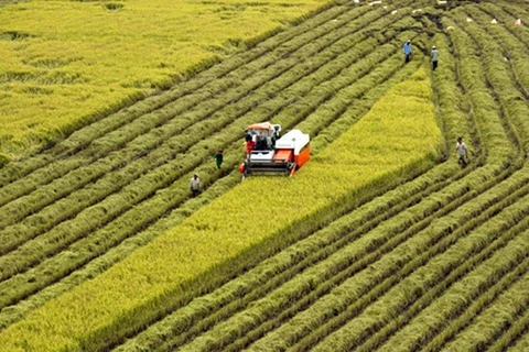Hau Giang expands certified rice cultivation