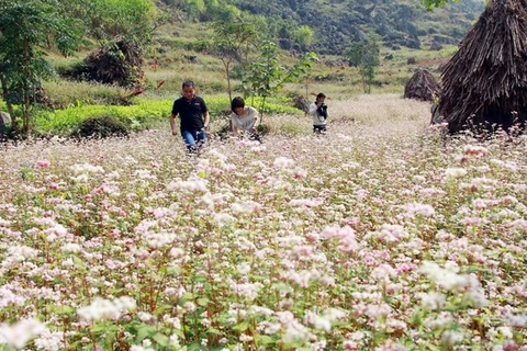 Buckwheat fest in its full bloom 