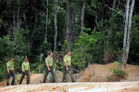 Tuyen Quang aims for more certified forest areas