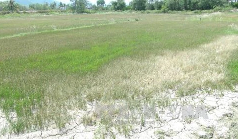 Drought-hit Ninh Thuan province gets 2,900 tonnes of relief rice 