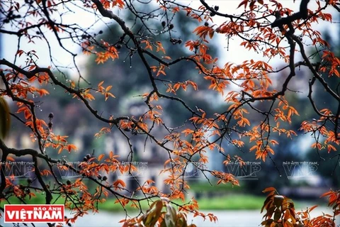 Poetic Hanoi with yellow-leaves-streets in early summer