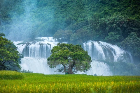 Ban Gioc Waterfall - Natural masterpiece in Southeast Asia