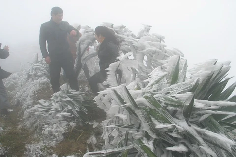 Frost envelops Mau Son Mountain as cold front hits northern region