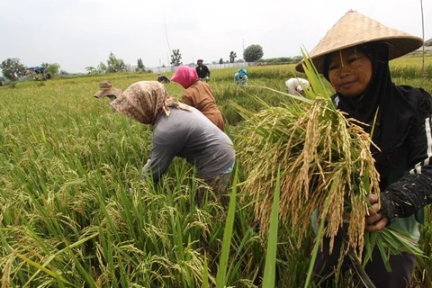 Indonesia: Stable food prices reduce poverty rate 