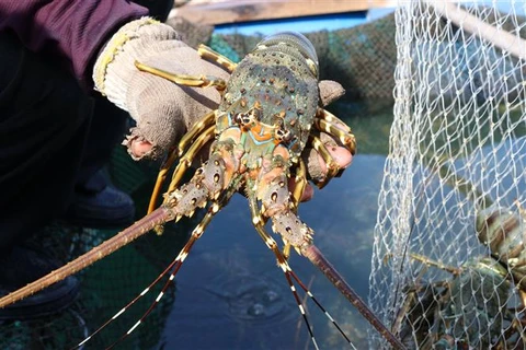 Lobster farming in Ninh Thuan province flourishes 