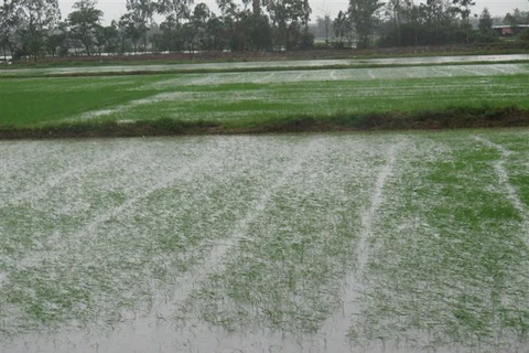 Nghe An: efforts to overcome storm Son Tinh consequences 