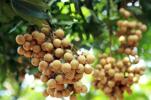 Hung Yen longan fruits during harvest season