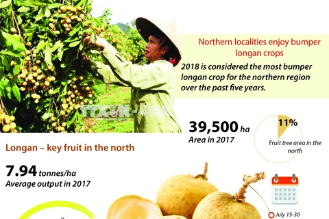 Northern localities enjoy bumper longan crops