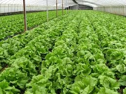  Organic farming not for mass production