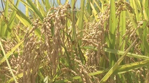 Rice production drops slightly in summer-autumn crop