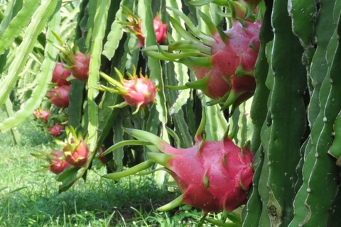 Vinh Phuc exports first batch of red flesh dragon fruits to Australia