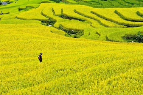 Hoang Su Phi terraced fields blanketed in yellow