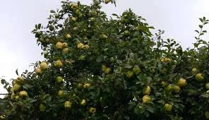 Citrus trees benefit midland people