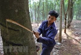 Vietnam ranks 3rd in natural rubber export 
