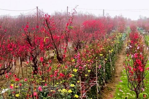 Dinh Bang peach blossom village gets busy ahead of Tet