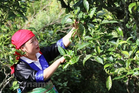 Harvesting ‘green gold’ on cloud-covered mountains