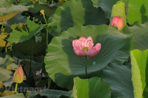 Enjoying lotus scented tea on summer days