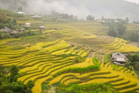 Gold covers terraced rice fields in Ha Giang