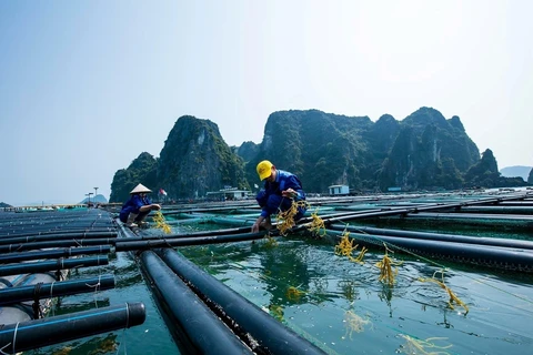 Vietnam looks to link tourism and marine aquaculture development